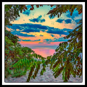 Spring Sunset Seen Through Beach Leaves 1PR sm sq