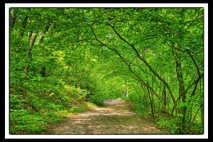 Start of Trail Eight in Early June PR sm