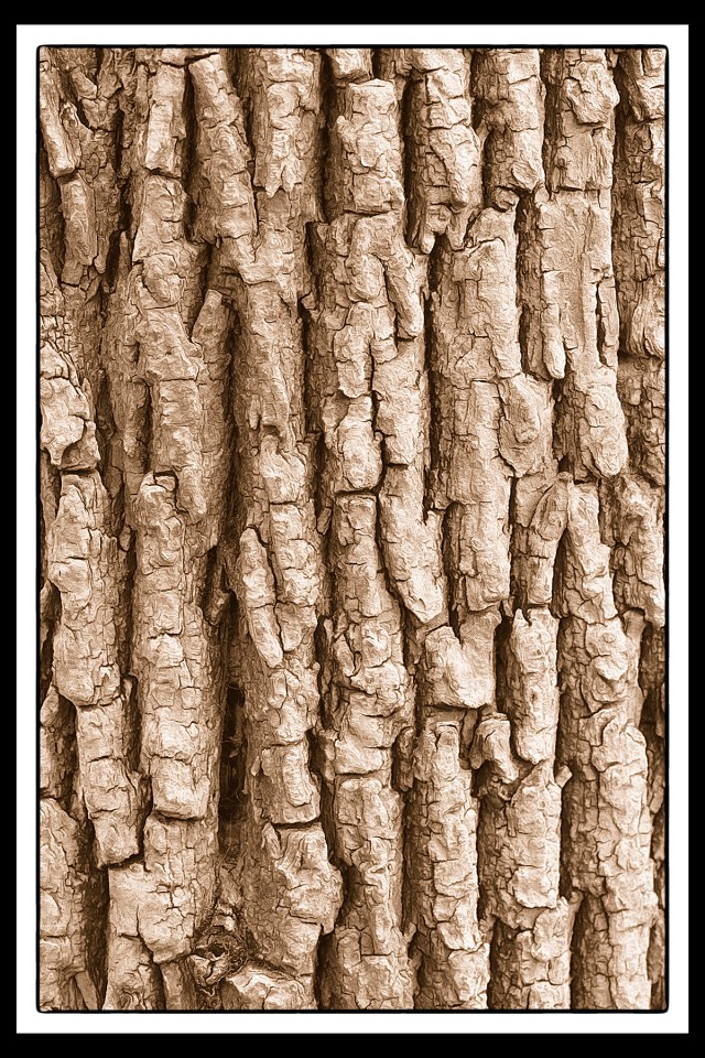 Craggy Tree Trunk PR sm